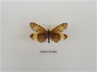 藏品(毛翅目)的圖片